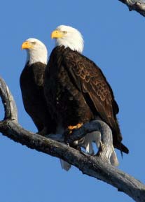 Bald Eagles at Wallowa Lake by Mary Edwards