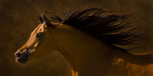 The Horse by Robert Dawson